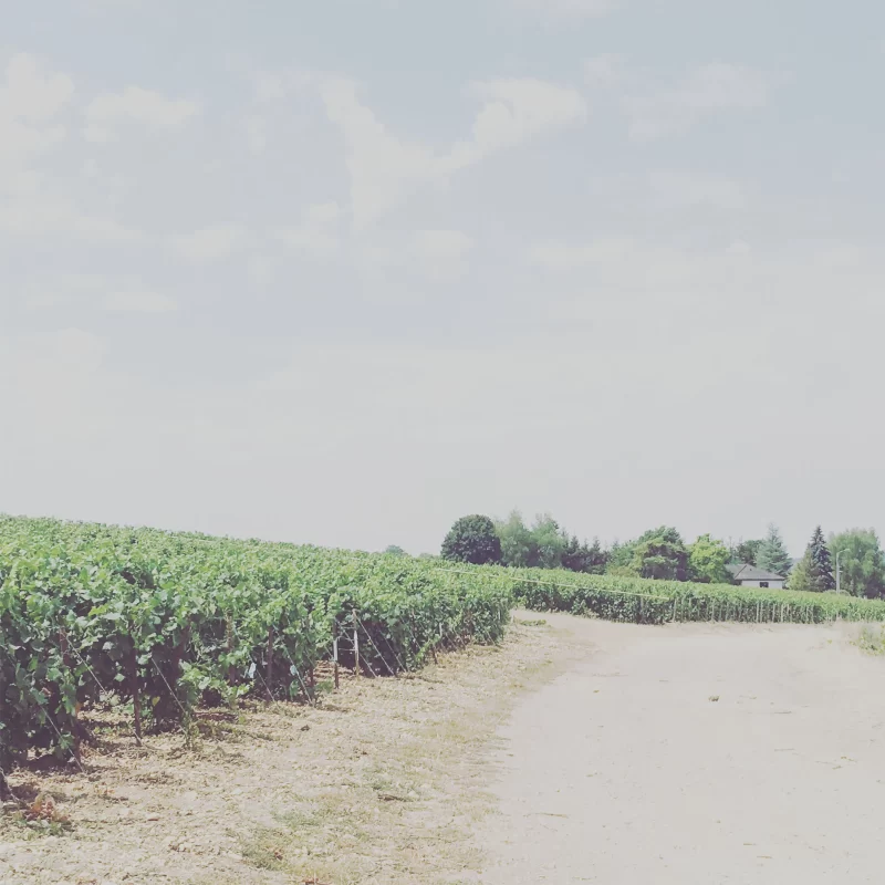 Wijngaard met zonnige hemel in champagnestreek